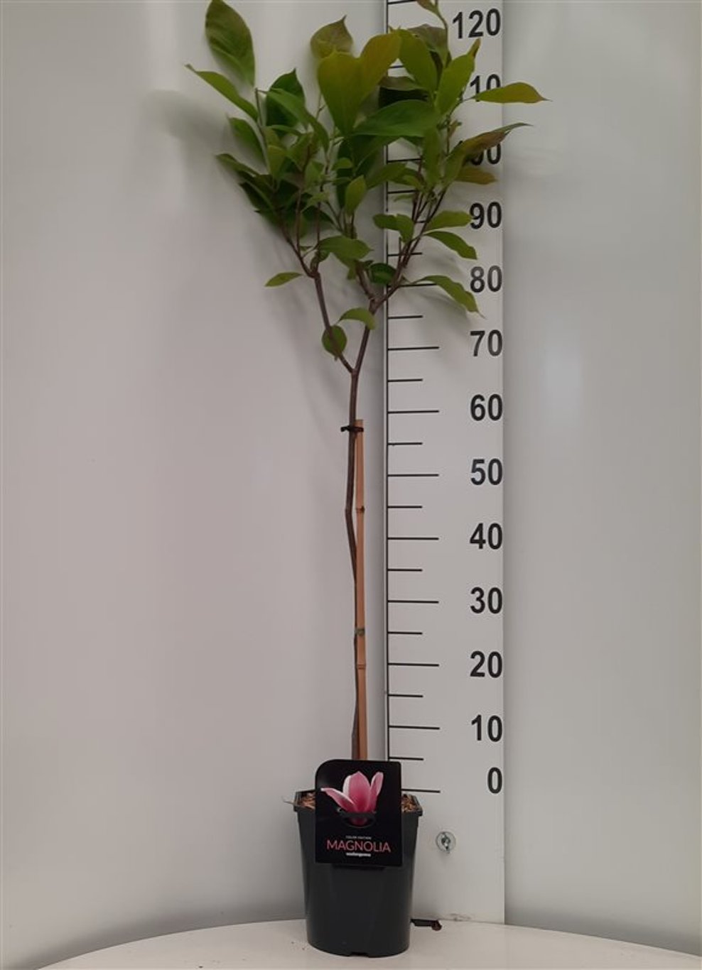 Magnolia soulangeana - 60 CM Stem C5 - 2yr Crown